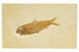 Detailed Fossil Fish (Knightia) - Wyoming #318563-1